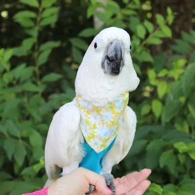 EveryDay Birdie Bandana (multiple patterns)